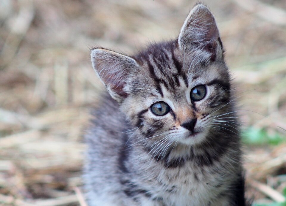 Kitten domestic cat animal