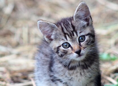Kitten domestic cat animal
