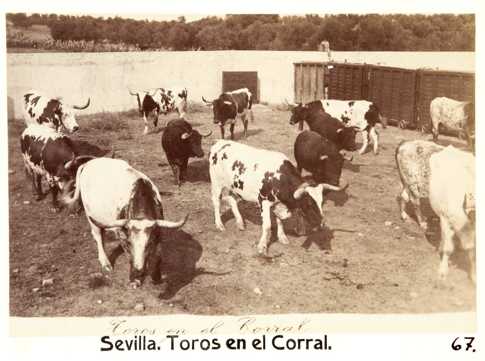 Fotografi av Sevilla. Toros en el Corral - Hallwylska museet - 104813