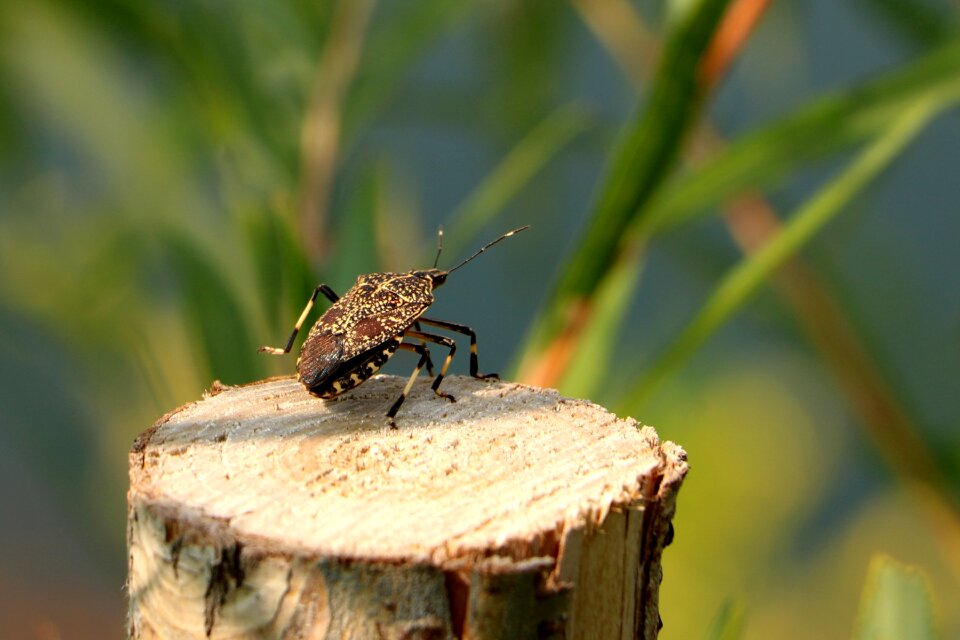 China pet beetle