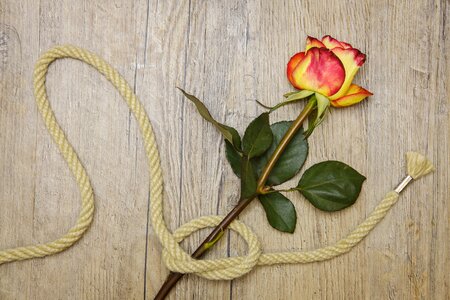 Connected knot romance