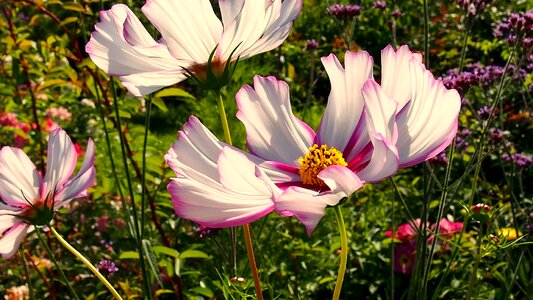 Plant garden blooms