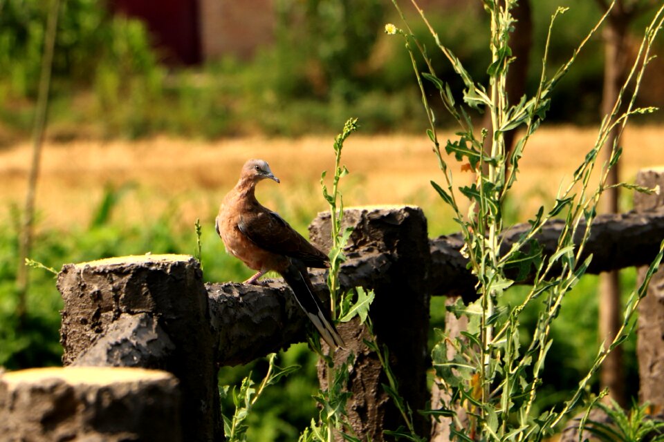 China pet bird