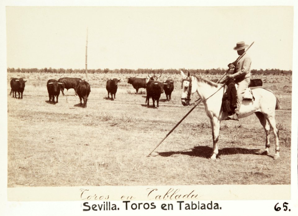 Fotografi av Toros en tablada. Sevilla, Spanien - Hallwylska museet - 106679