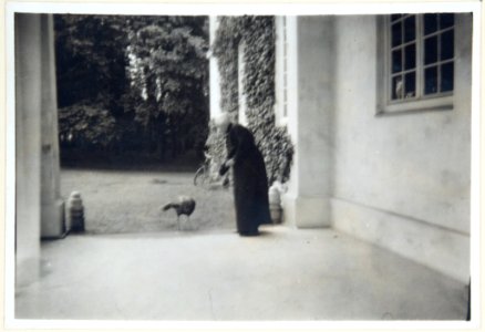 Fotografi av Wilhelmina von Hallwyl matandes påfågel på Hildesborg - Hallwylska museet - 106657