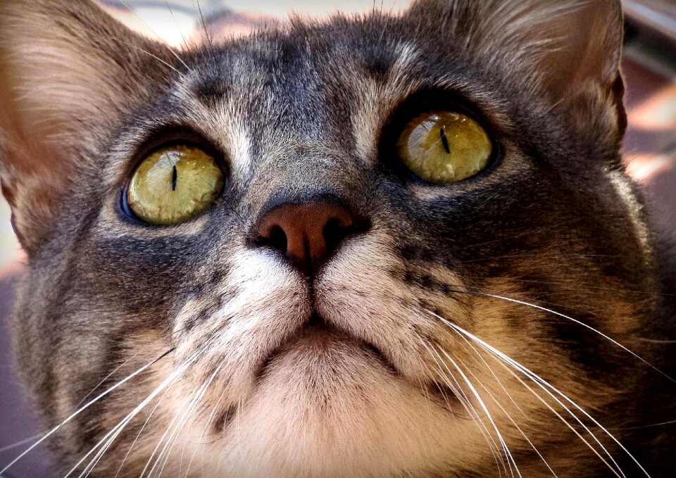 Felines animal animals