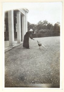 Fotografi av Wilhelmina von Hallwyl matandes påfågel på Hildesborg - Hallwylska museet - 106655