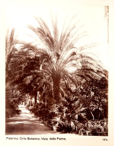 Fotografi från botaniska trädgården i Palermo 1888 cirka - Hallwylska museet - 104062