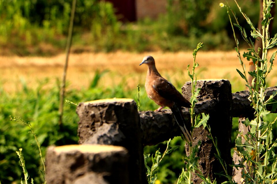China pet bird