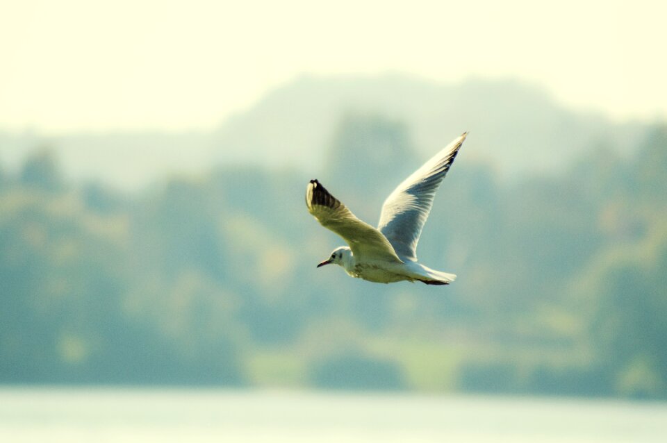 Flight seagull outdoors