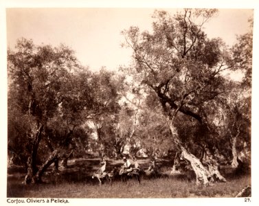 Fotografi från Korfu, Grekland - Hallwylska museet - 104587