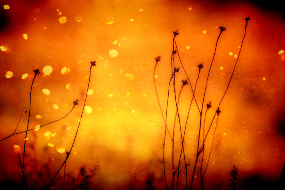 Abstract bright seeds