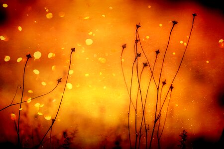 Abstract bright seeds