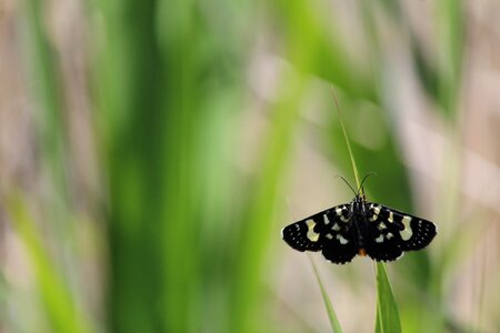 White grass stem