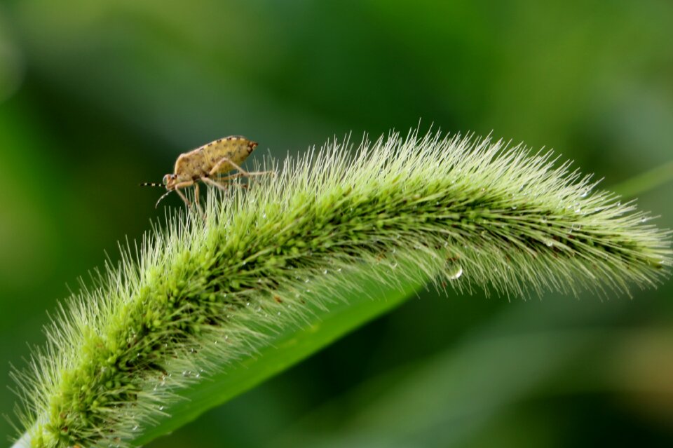 China pet beetle