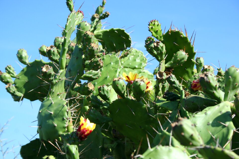 Cactus corsican flower