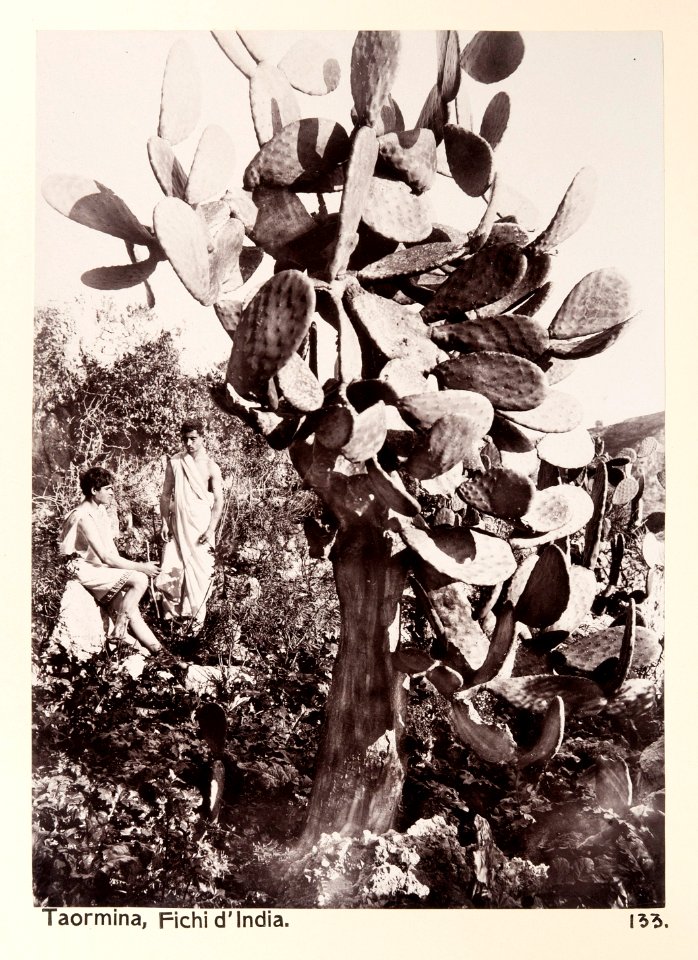 Fotografi från Taormina på fikonkaktus - Hallwylska museet - 104041