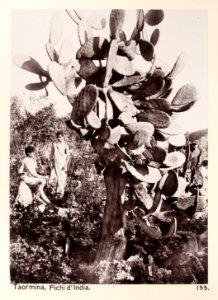 Fotografi från Taormina på fikonkaktus - Hallwylska museet - 104041