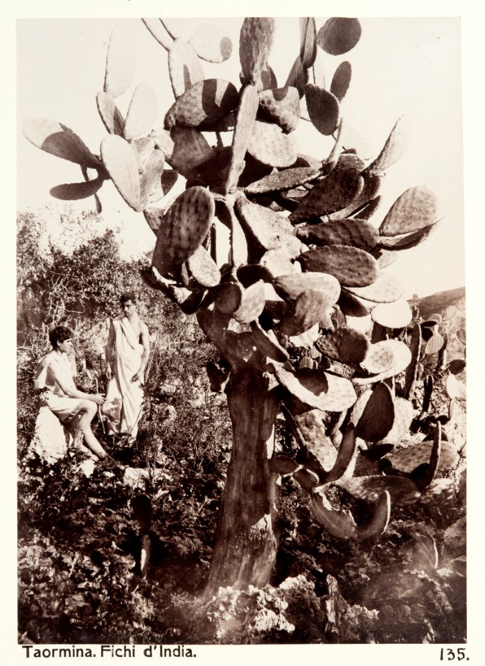Fotografi på fikonkaktus, Taormina, 1888 - Hallwylska museet - 107917