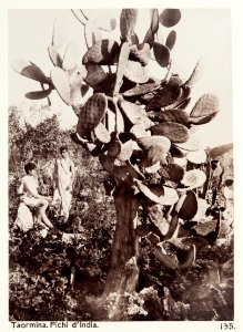 Fotografi på fikonkaktus, Taormina, 1888 - Hallwylska museet - 107917