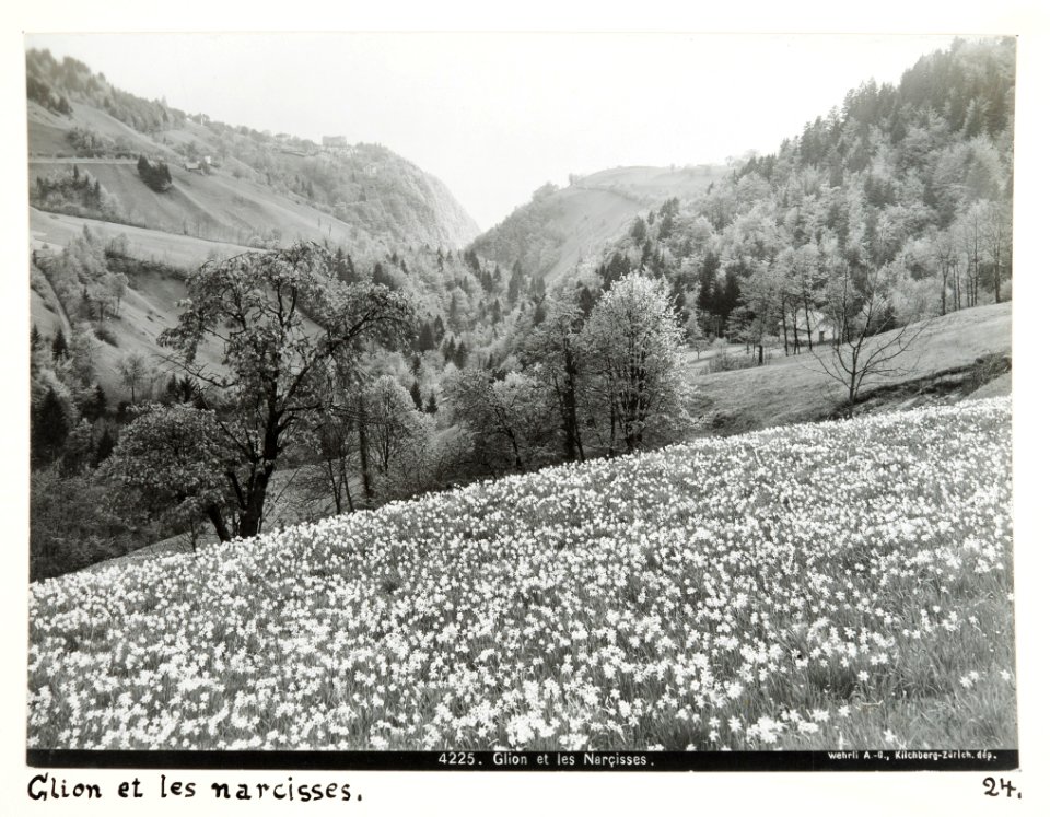 Fotografi från Schweiz - Hallwylska museet - 104458