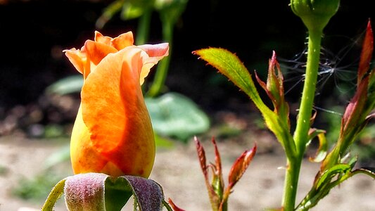 Flower nature rose petals photo