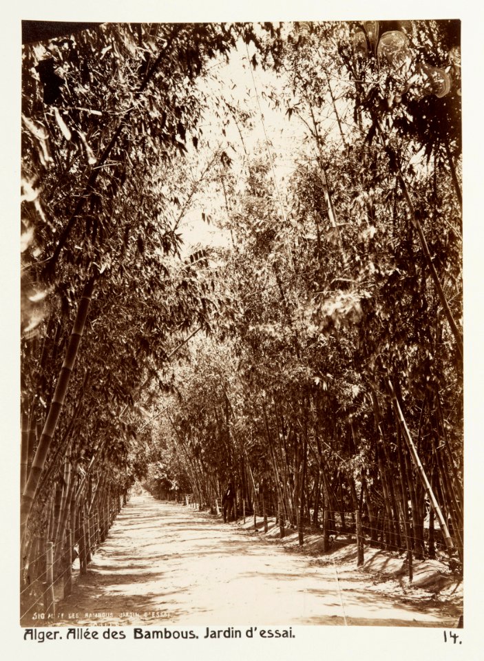 Fotografi på Bambuallé, Alger - Hallwylska museet - 107929