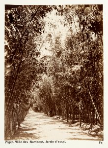 Fotografi på Bambuallé, Alger - Hallwylska museet - 107929