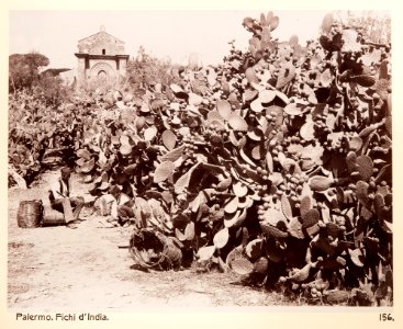 Fotografi på fikonkaktusar i Palermo 1888 cirka - Hallwylska museet - 104064
