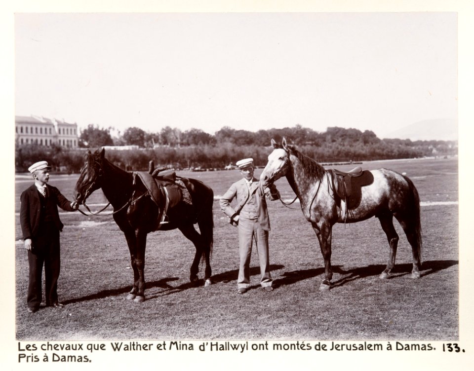 Fotografi på Hästarna Wilhelmina och Walther von Hallwyl reste på från Jerusalem till Damaskus - Hallwylska museet - 104257
