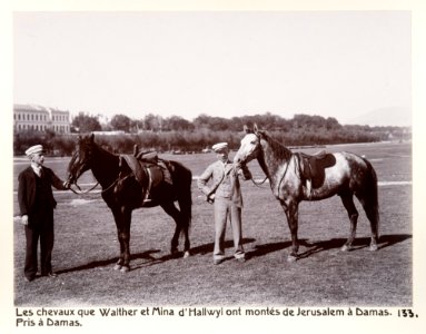 Fotografi på Hästarna Wilhelmina och Walther von Hallwyl reste på från Jerusalem till Damaskus - Hallwylska museet - 104257 photo