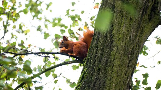 Tree animals nature