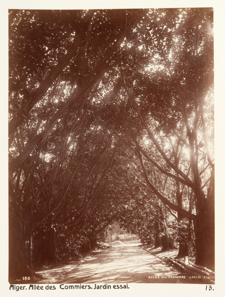 Fotografi på Fikusallé, Alger - Hallwylska museet - 107928