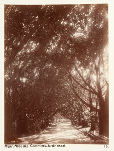 Fotografi på Fikusallé, Alger - Hallwylska museet - 107928
