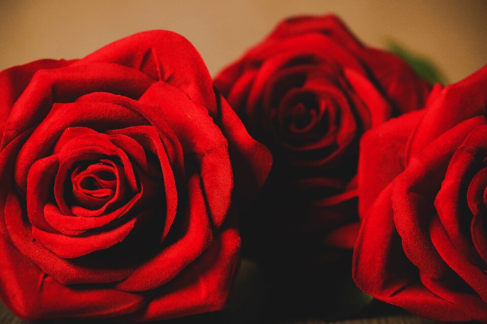 Romantic flowering flowers