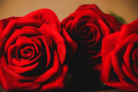 Romantic flowering flowers