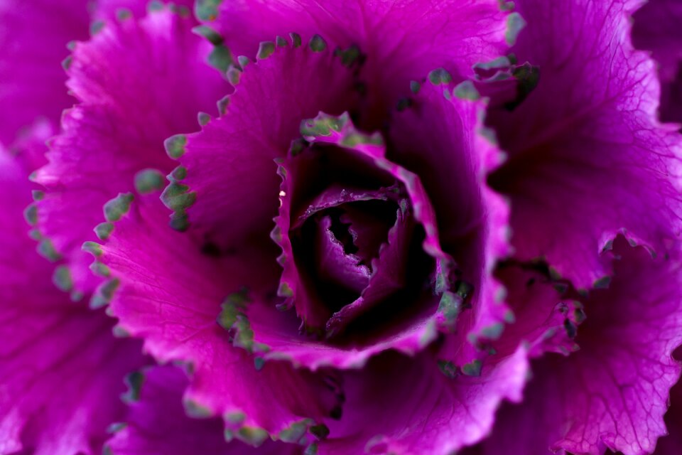 Close up purple flower nature