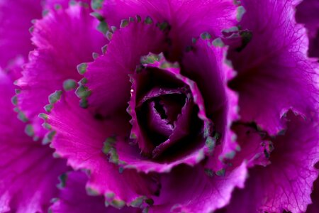 Close up purple flower nature photo