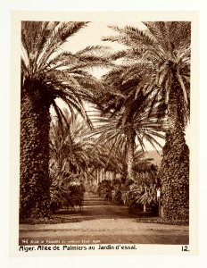 Fotografi på palmallé i Jardin d'Essai, Alger - Hallwylska museet - 107927