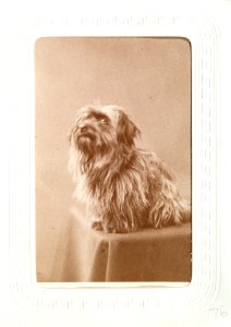 Fotografiporträtt på hund, 1860-1870-tal - Hallwylska museet - 107654