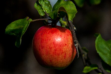 Fall food healthy