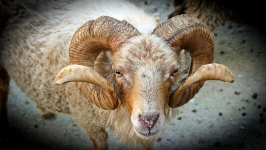 Zoo horns bock photo