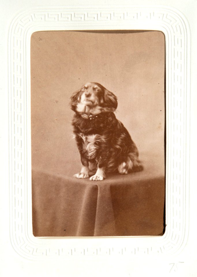 Fotografiporträtt på hund, 1860-1870-tal - Hallwylska museet - 107653
