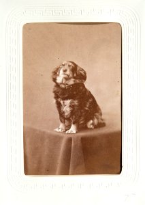 Fotografiporträtt på hund, 1860-1870-tal - Hallwylska museet - 107653