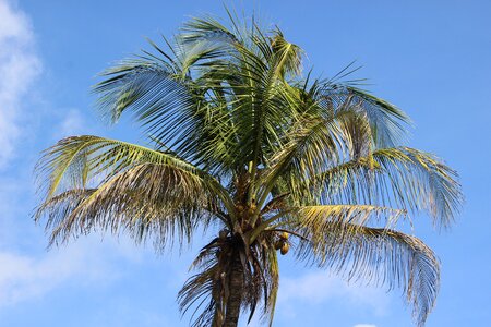 Food coconuts tropics photo