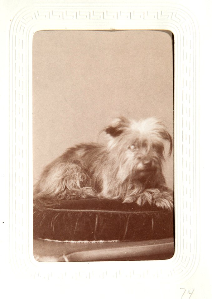 Fotografiporträtt på hund, 1860-1870-tal - Hallwylska museet - 107652