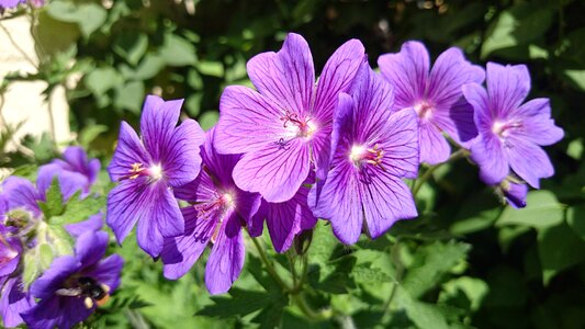 Bloom nature violet flower