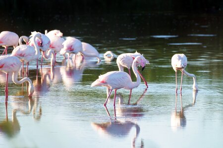 Pink nature water photo