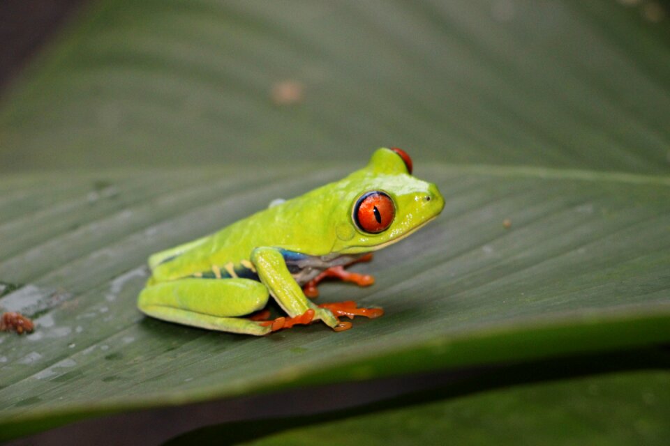 Red eye eyes red eyes