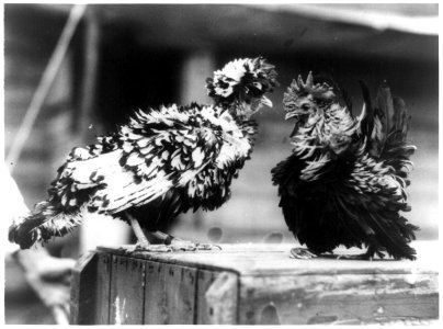 Foul! There's something wrong with this picture of a pair of freak fowl exhibited at Trenton Fair Poultry Show LCCN96511776